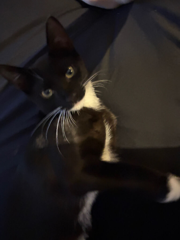 Male tuxedo playful cat