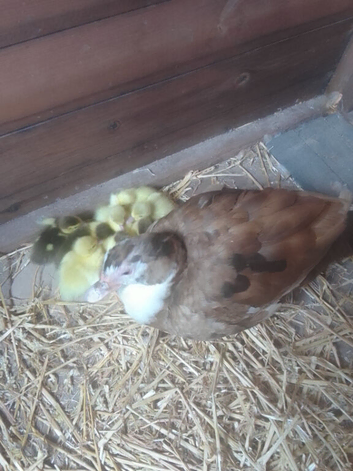 Muscovy ducklings