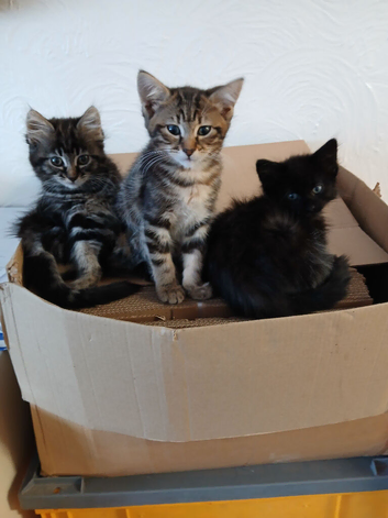 3 Kittens ready now 2 Tabby Female 1 Black Male