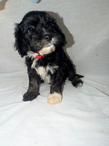 2 sweet girls looking for their forever homes