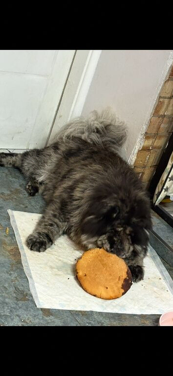 Blue Merle Chowchow siblings