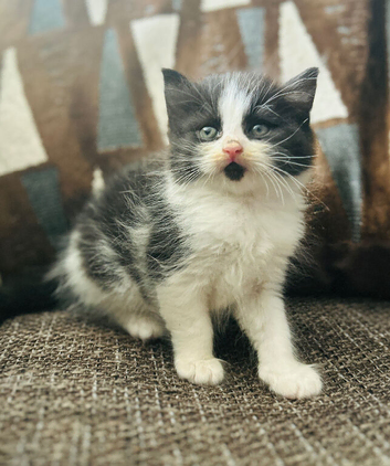 Kittens now ready for forever home