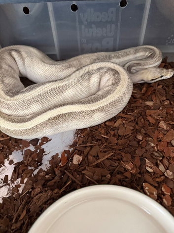 Mystic Potion Gravel G-Stripe