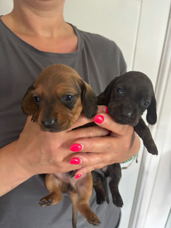 7 beautiful unique dachshund puppies