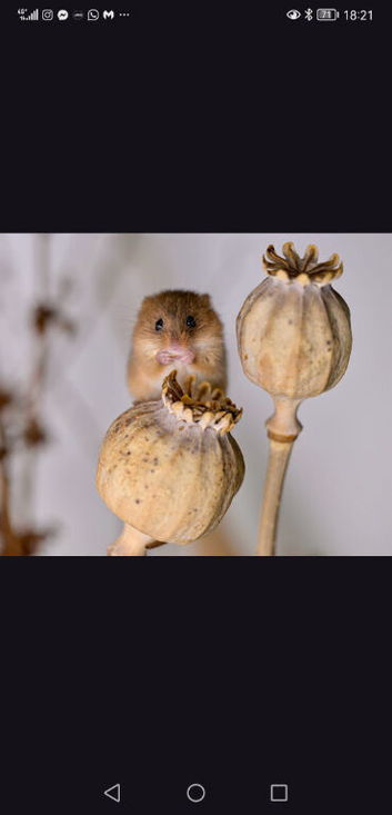 Harvest mice