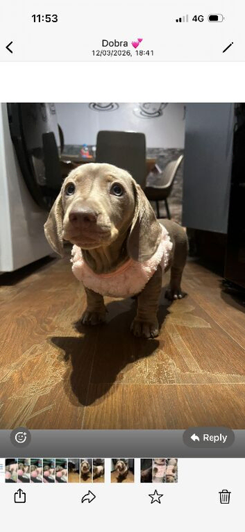 Mini dachshund blue lilac 10 week