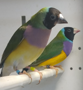 Gouldian Finch Pair For Sale.