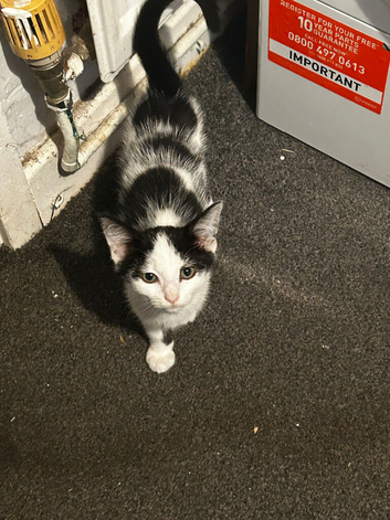 Male Kittens 15wks old
