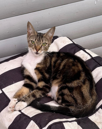 FEMALE KITTEN NEEDS LOVING HOME