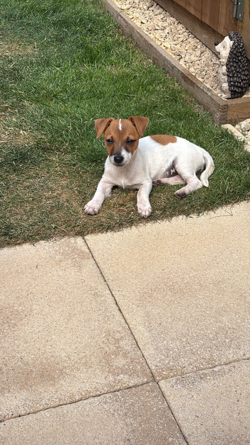 Jack Russel puppy