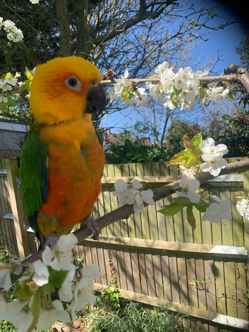 5yo Janday Conure male