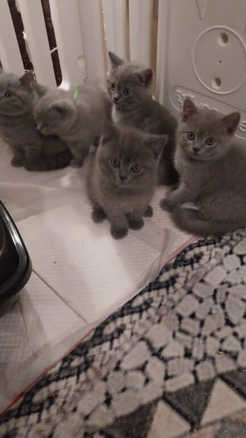 Full pedigree British Shorthair kittens for sale