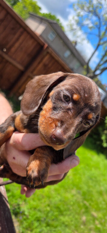 Daschund puppies