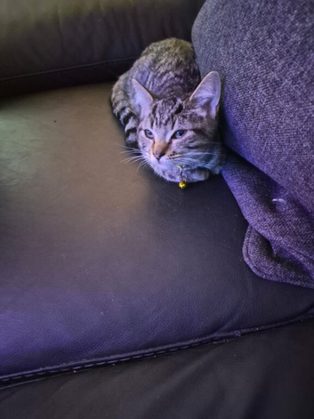 New pics bengal armarican shorthair x regdoll kittens