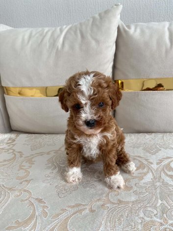 Cavapoo F1