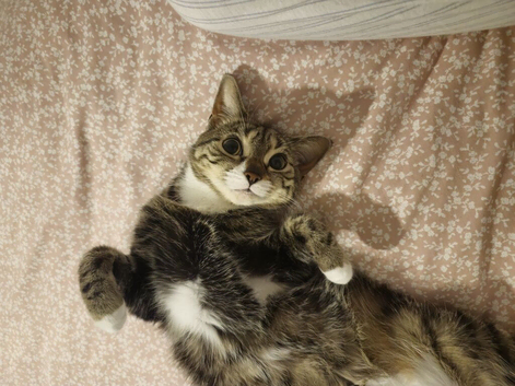 Tabby cat