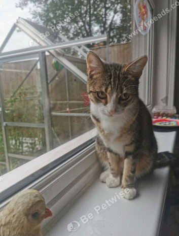 Tabby