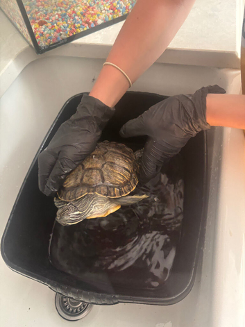 Turtles and tank