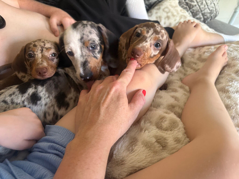 Miniature dachshund
