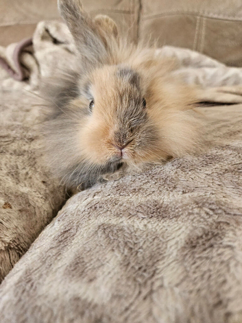 Baby lionhead doe