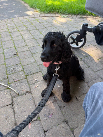 Female Show Cocker Spaniel