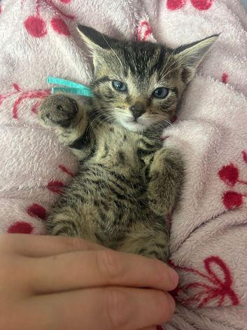 Pure Canadian x tabby/bengal