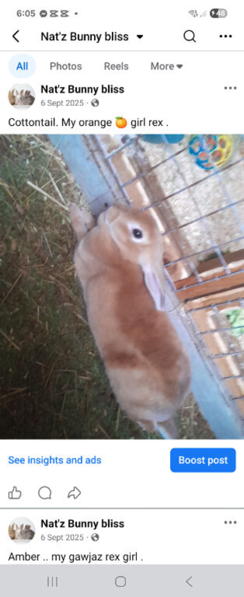 Baby rex rabbits