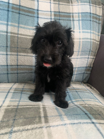 Whippet poodle
