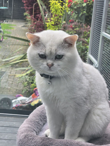 British shorthair silver tip