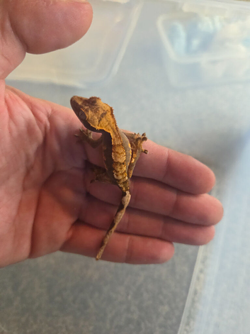 2 babies crested gecko for sale 60.00 each
