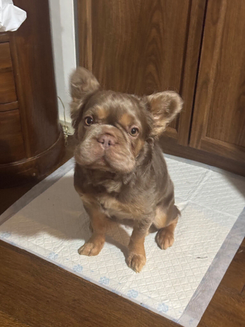15 month old Fluffy frenchie