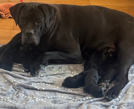 Adorable Cane Corso Puppies