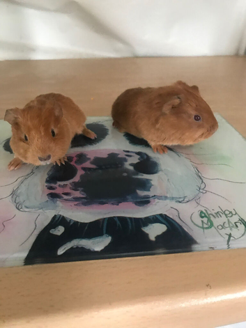 2 beautiful baby girl guinea pigs
