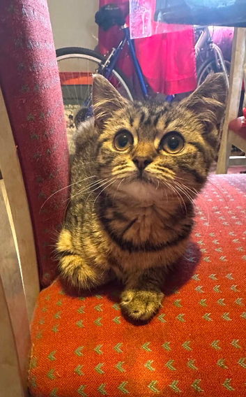 Beautiful kitten
