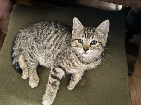 Lovely striped Tabby Kitten looking for his loving forever Home