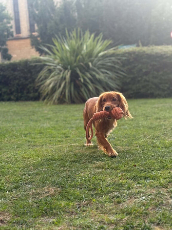 11 month old cocker spaniel