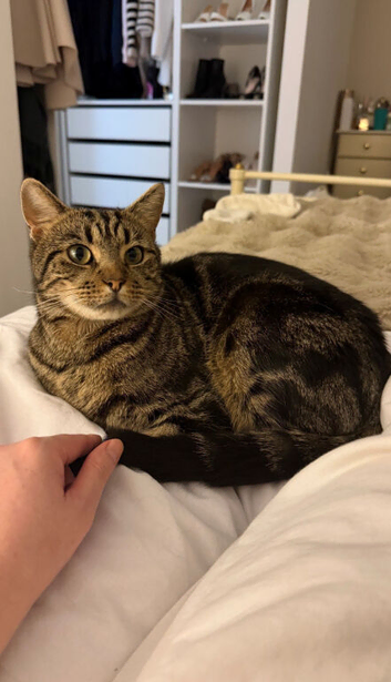 Beautiful Tabby Nala - Looking for a loving home with no other pets!