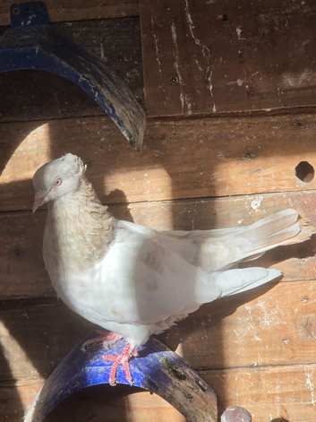 Iranian highflyer hen