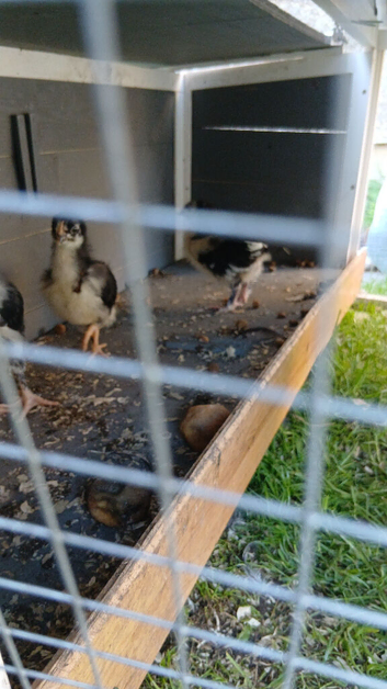 Chicks