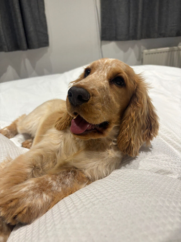 6 month old cocker spaniel puppy