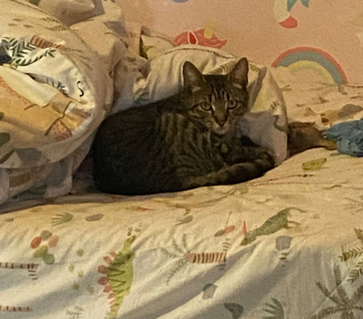 2 female cats