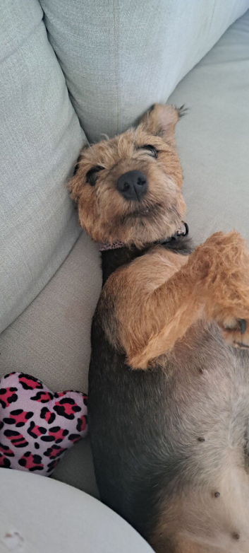 Jack Russell cross patterdale female