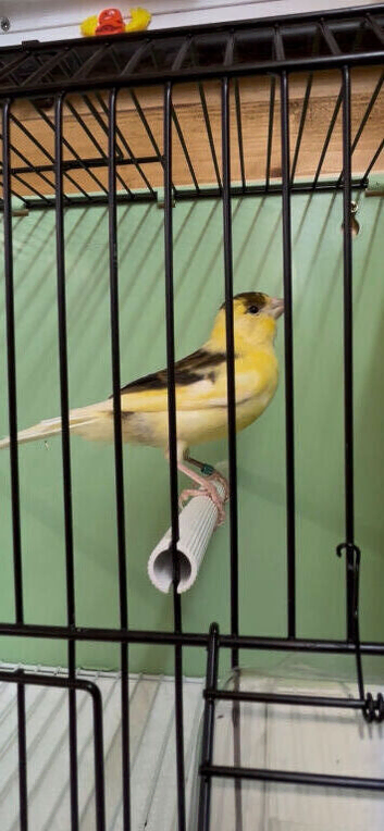 2026 canary