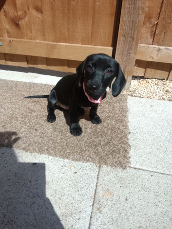 Female dashound x Jack Russel puppy