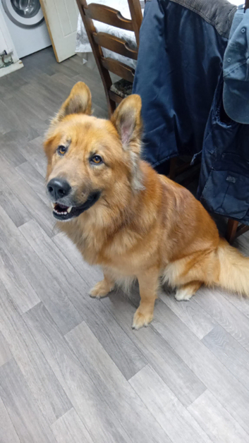 German shepard cross for [STUD]