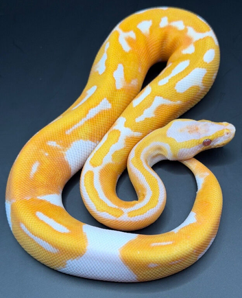 Dreamsicle ball/royal python hatchling