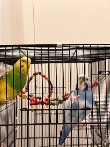 2 budgies one male one female