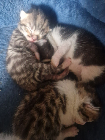 3 beautiful kittens for sale two male one female