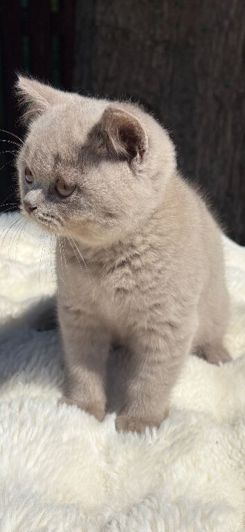 Pedigree British shorthair kittens