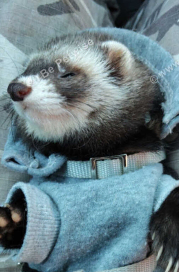 Ferrets for sale ready now